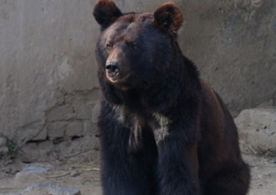 森本慎太郎　動物　絵文字　メンバーカラー